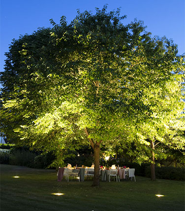 big nero illuminating a tree
