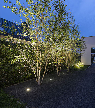 recessed light illuminating a tree