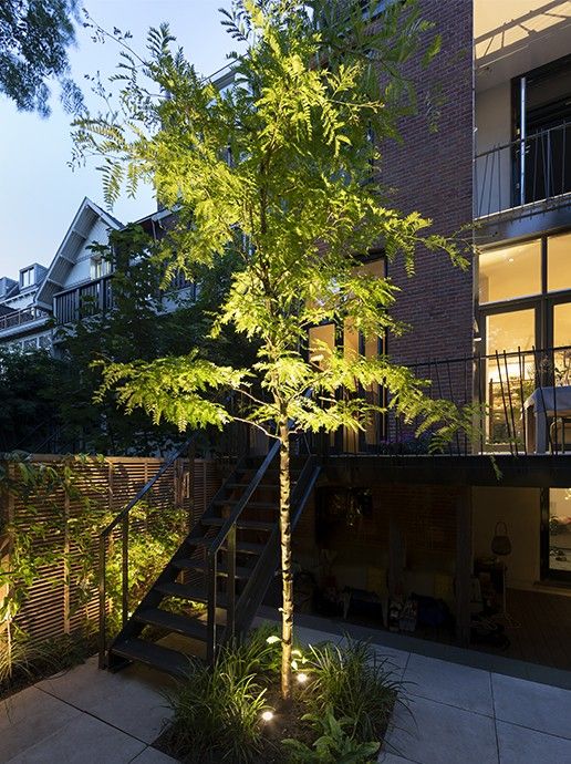 Scope spotlight installed lighting up backyard tree.