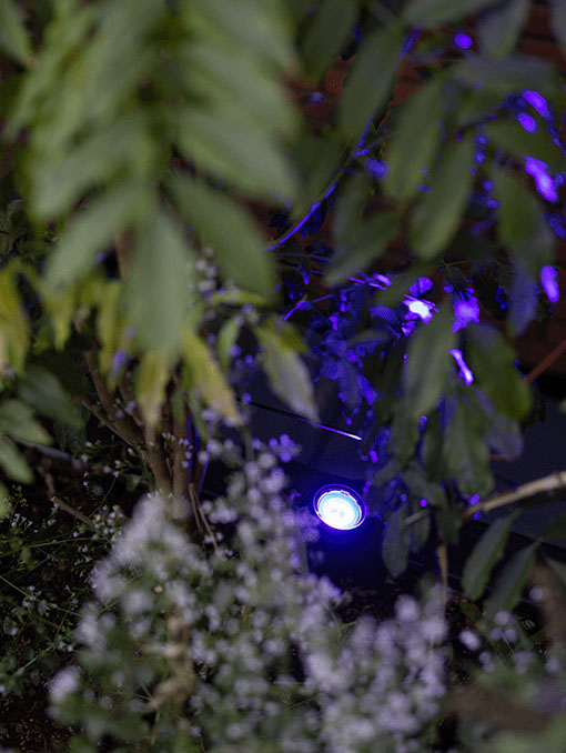 Smart Scope spotlight in garden illuminating a purple light